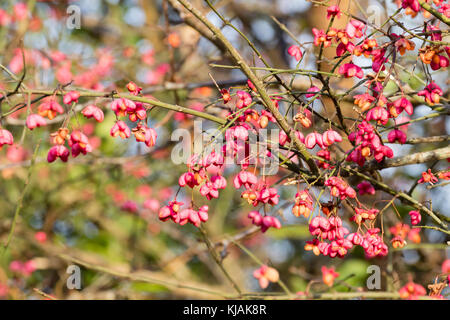 Orange Samen in die rosa Kapselfibrose Früchte des britischen native Hecke Spindel Baum, Euonymus europaeus Stockfoto