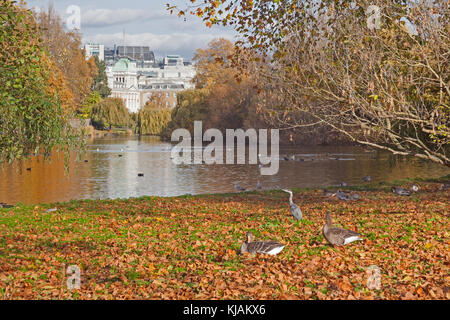 London, Westminster Herbst in St James's Park, Blick über den See Stockfoto