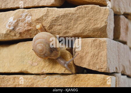 Schnecke langsam Klettern an der Wand Stockfoto