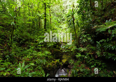 Morne Trois Pitons Nationalpark, Dominica, Karibik Stockfoto