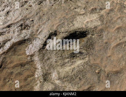 Dinosaur Footprint in Talmont-saint-Hilaire (Vendée, Frankreich) Stockfoto