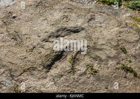 Dinosaur Footprint in Talmont-saint-Hilaire (Vendée, Frankreich) Stockfoto