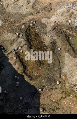 Dinosaur Footprint in Talmont-saint-Hilaire (Vendée, Frankreich) Stockfoto