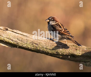 Männliche Haussperling (Passer domesticus) thront Holz- zweig, Lincolnshire Stockfoto