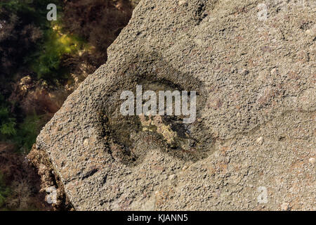 Dinosaur Footprint in Talmont-saint-Hilaire (Vendée, Frankreich) Stockfoto