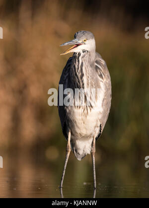 Ein Graureiher (Ardea cinerea) steht regungslos searchiing für Beute in der frühen Morgensonne, Lincolnshire Stockfoto