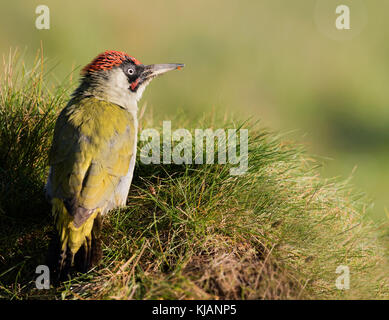 Ein Grünspecht (Picus viridis) auf der Suche nach Insekten auf Lincolnshire Ackerland Stockfoto