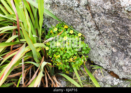 In den gelben Blüten von Oxalis megalorrhiza, genannt die fleischigen Gelb Sauerampfer oder Wand Sauerampfer in eine Wand an Tresco, Isles of Scilly, England, UK wachsende Stockfoto