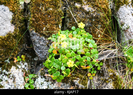 In den gelben Blüten von Oxalis megalorrhiza, genannt die fleischigen Gelb Sauerampfer oder Wand Sauerampfer in eine Wand an Tresco, Isles of Scilly, England, UK wachsende Stockfoto