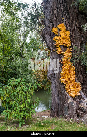 Riesige gelbe Halterung Pilz laetiporus sulfureus auf einem Baum in der Nähe eines Flusses Stockfoto