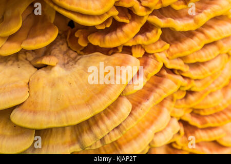 Detail der Halterung Pilz laetiporus sulfureus oder Krabbe - von - die - Holz auf einem Baum Stockfoto
