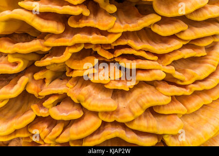 Detail der Halterung Pilz laetiporus sulfureus oder Krabbe - von - die - Holz auf einem Baum Stockfoto