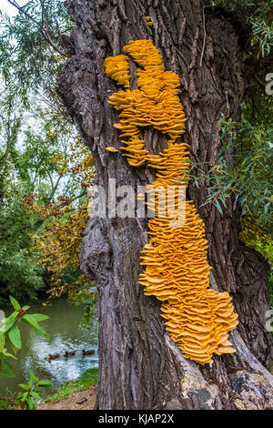 Riesige gelbe Halterung Pilz laetiporus sulfureus auf einem Baum in der Nähe eines Flusses Stockfoto