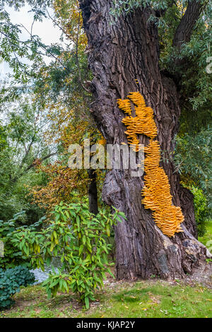 Riesige gelbe Halterung Pilz laetiporus sulfureus auf einem Baum in der Nähe eines Flusses Stockfoto