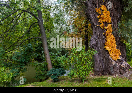 Riesige gelbe Halterung Pilz laetiporus sulfureus auf einem Baum in der Nähe eines Flusses Stockfoto