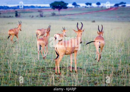 Eine Gruppe von Jackson hartebeest entfernt nach der Aufnahme eines Bildes auf einem frühen Morgen im Murchison Nationalpark in Uganda. Schade, dieser Ort ist Enda Stockfoto