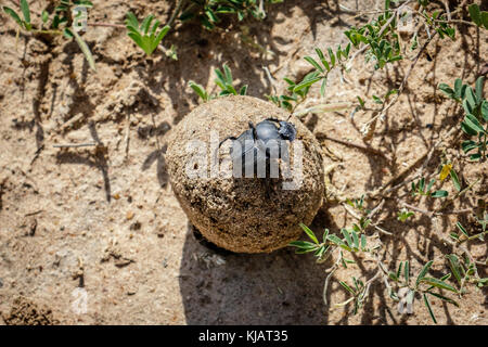 Ball der Exkremente rollte durch einen männlichen Mistkäfer auf dem Sand in der Murchison Falls National Park, Uganda in Afrika. Die weibliche Mistkäfer si Stockfoto