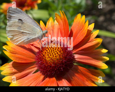 Pieris brassicae Schmetterling trinken Nektar von Blüten in Ladakh, Indien Stockfoto