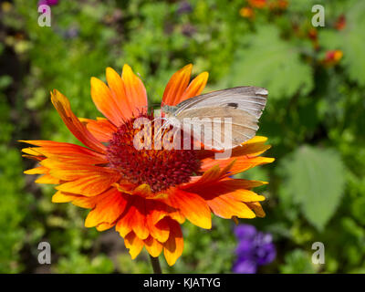 Pieris brassicae Schmetterling trinken Nektar von Blüten in Ladakh, Indien Stockfoto