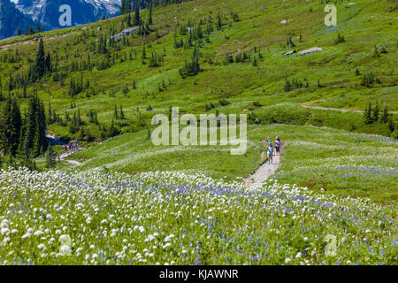 Golden Gate Trail im Paradise Abschnitt des Mount Rainier National Park im Staat Washington in den Vereinigten Staaten Stockfoto