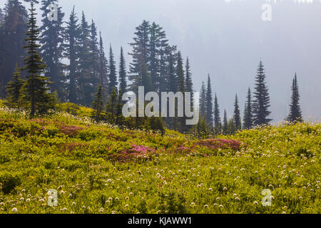 Sommer Wildblumen mit Nebel im Paradies Abschnitt des Mount Rainier National Park im Staat Washington in den Vereinigten Staaten Stockfoto