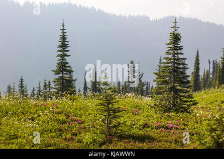 Sommer Wildblumen mit Nebel im Paradies Abschnitt des Mount Rainier National Park im Staat Washington in den Vereinigten Staaten Stockfoto