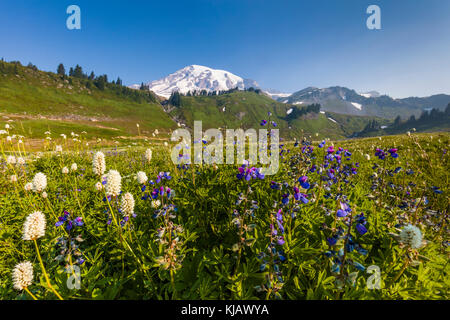 Sommer Wildblumen im Paradies Abschnitt des Mount Rainier National Park im Staat Washington in den Vereinigten Staaten Stockfoto