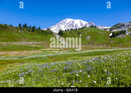 Sommer Wildblumen im Paradies Abschnitt des Mount Rainier National Park im Staat Washington in den Vereinigten Staaten Stockfoto