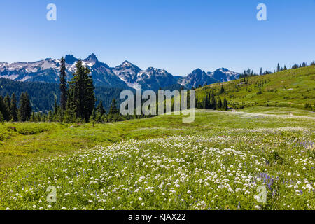 Sommer Wildblumen im Paradies Abschnitt des Mount Rainier National Park im Staat Washington in den Vereinigten Staaten Stockfoto