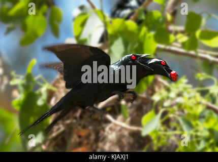 Metallische Starling oder Shining Star (Aplonis Metallica), Fütterung auf die Frucht der Ptychosperma elegans vor seinem Nest. Cairns, weit im Norden Queens Stockfoto