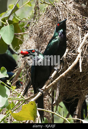 Metallische Starling oder Shining Star (Aplonis Metallica), Fütterung auf die Frucht der Ptychosperma elegans vor seinem Nest. Cairns, weit im Norden Queens Stockfoto