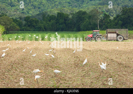 Den Traktor in einem Feld mit Reiher (Bubulcus ibis) warten auf gestört Insekten, Far North Queensland, FNQ, QLD, Australien Stockfoto