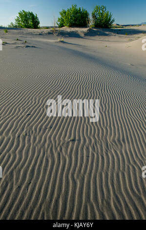 Bruneau Dunes State Park Idaho Stockfoto