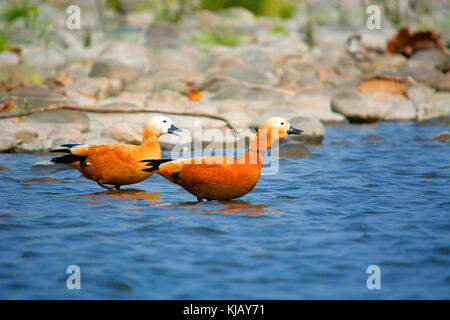 Ruddy Brandgans, Tadorna ferruginea in Indien als die Brahminy Ente bekannt. Kaziranga Nationalpark, Assam, Indien Stockfoto