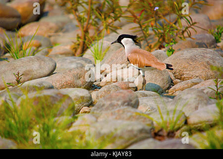 River Lapwing, Vanellus duvaucelii, Kaziranga National Park, Assam, Indien Stockfoto