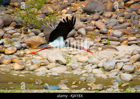 Schwarzstorch, Ciconia nigra, Nameri Nationalpark, Assam, Indien Stockfoto