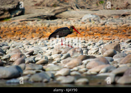 Schwarzstorch, Ciconia nigra, Nameri Nationalpark, Assam, Indien Stockfoto