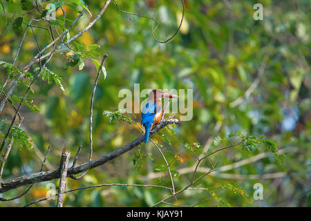 White Throated Kingfisher, Halcyon smyrnensis, Kaziranga National Park, Assam, Indien Stockfoto