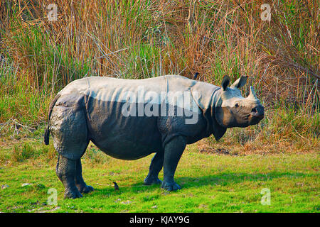 Indisches Nashorn, Rhinoceros unicornis, Kaziranga Nationalpark, Assam, Indien Stockfoto