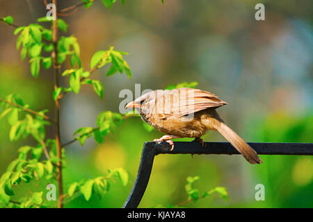 Dschungel Schwätzer Turdoides striata, Kaziranga National Park, Assam, Indien Stockfoto