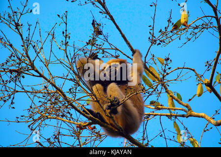 Hoolock Gibbon (weiblich), Hoolock Hoolock, Gibbon Wildlife Sanctuary/The Hoollongapar Gibbon Sanctuary (neuer Name), Assam, Indien Stockfoto