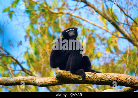 Hoolock Gibbon (männlich), Hoolock Hoolock, Gibbon Wildlife Sanctuary/The Hoollongapar Gibbon Sanctuary (neuer Name), Assam, Indien Stockfoto