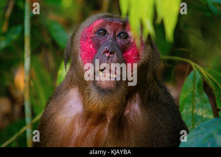 Stumpfschwanzmakaken, Macaca arctoides, Gibbon Wildlife Sanctuary/Hoollongapar Gibbon Sanctuary ( neuer Name), Assam, Indien Stockfoto