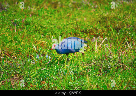 Die lila Moor Huhn oder Western haben, Porphyrio porphyrio, Kaziranga National Park, Assam, Indien Stockfoto