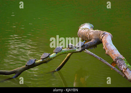 Assam Roofed Turtles, Pangshura sylhetensis Jerdon, 1870, Kaziranga National Park, Assam, Indien Stockfoto