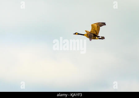 Eine einzelne kanadagans (Branta canadensis) im Flug über ein restauriertes Feuchtgebiete in Culver, Indiana, USA Stockfoto