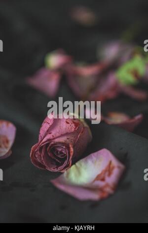 Bloody Rose auf Schwarz Stockfoto