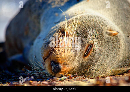 Spitzzange Fell Dichtung (Arctocephalus forsteri), männlich. Der Common Name für die australische Bevölkerung von Neuseeland Pelzrobben Stockfoto