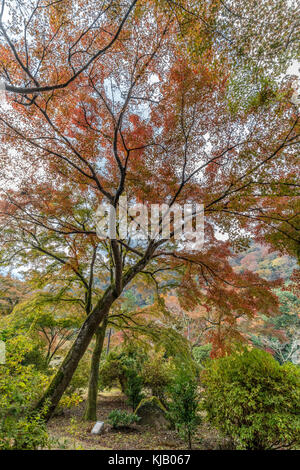 Momiji (Ahorn) Autnum Blätter landschaft wald in Arashiyama, Kyoto, Japan Stockfoto