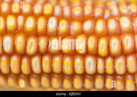 Makroaufnahme von Mais Getreide. Muster von Mais. Nützlich als Hintergrund. Stockfoto